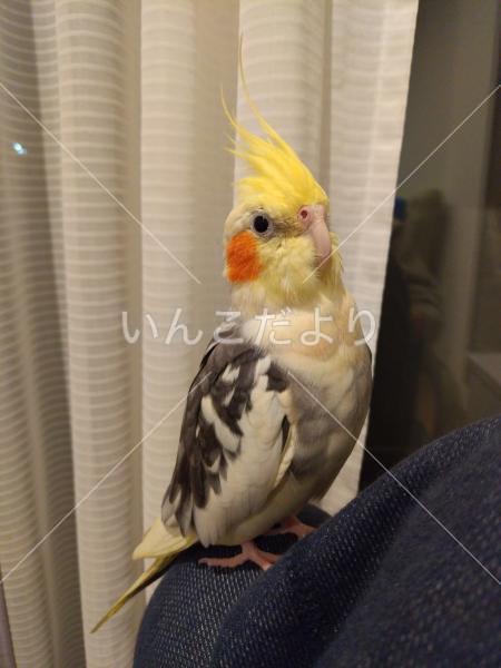 迷い鳥の写真
