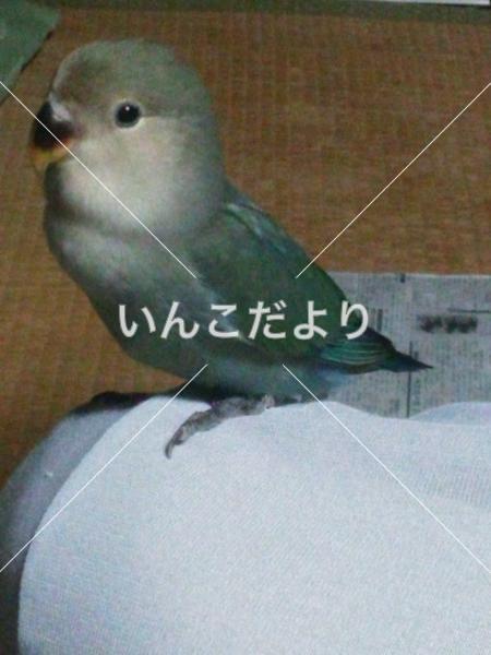 迷い鳥の写真