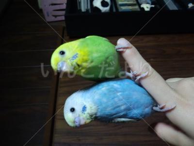 迷い鳥の写真