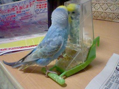 迷い鳥の写真
