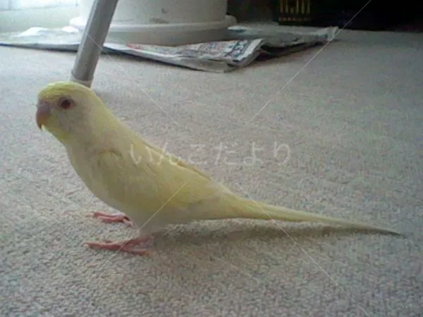 迷い鳥の写真
