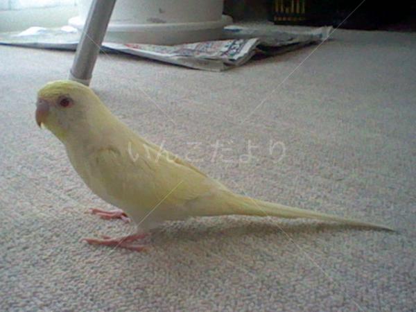 迷い鳥の写真