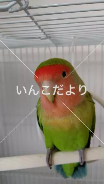保護鳥の写真