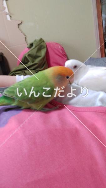 迷い鳥の写真