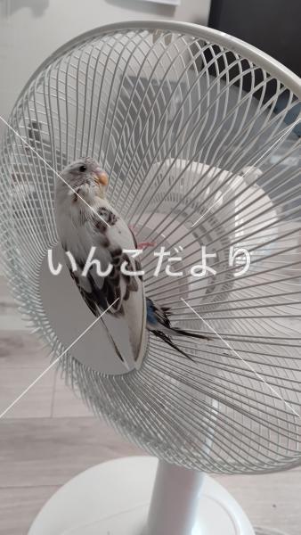 迷い鳥の写真