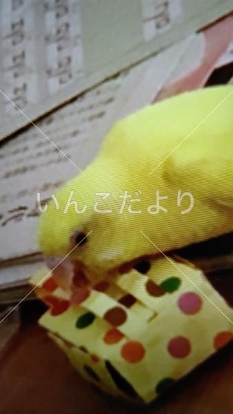 迷い鳥の写真