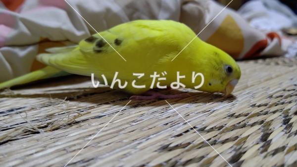 迷い鳥の写真