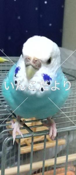 迷い鳥の写真