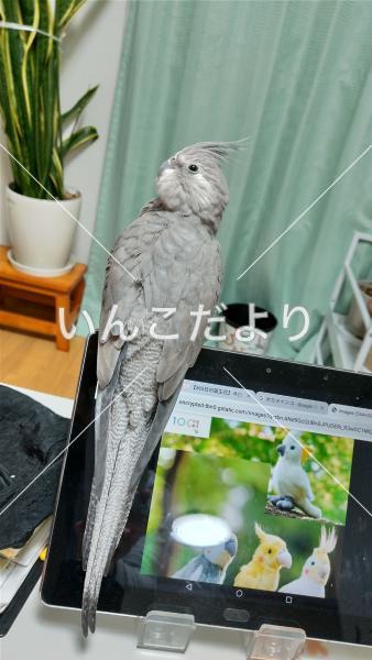 迷い鳥の写真