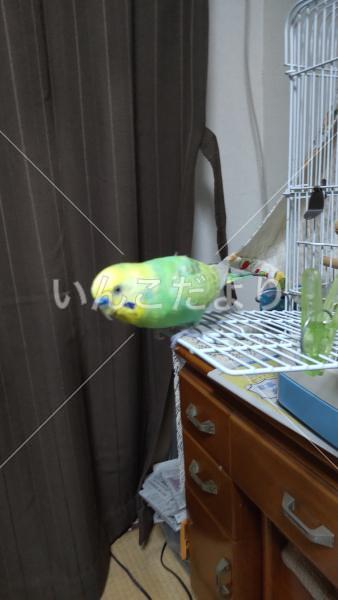 迷い鳥の写真