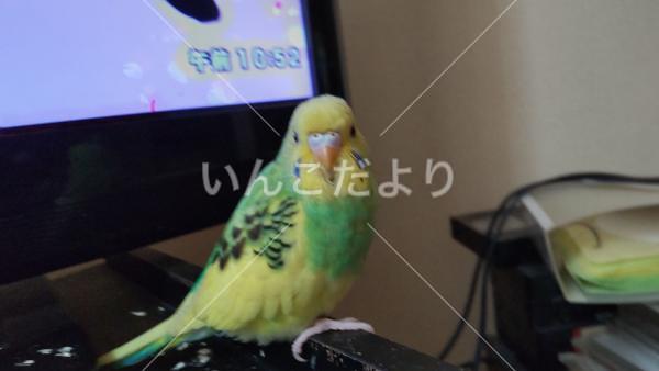 迷い鳥の写真