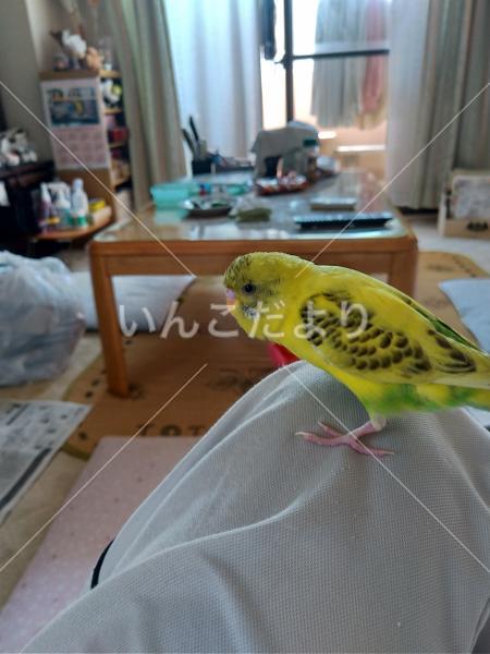 迷い鳥の写真