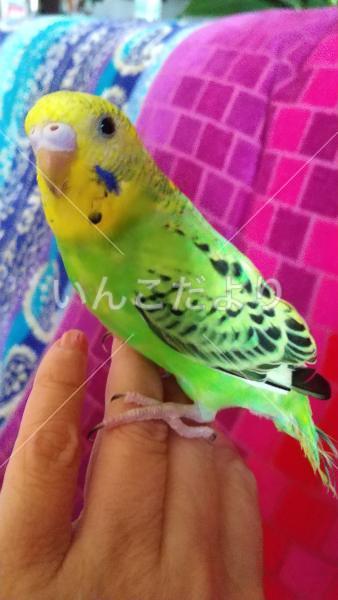 迷い鳥の写真