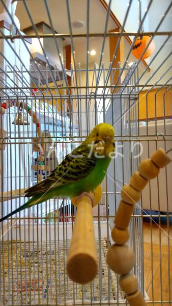 保護鳥の写真
