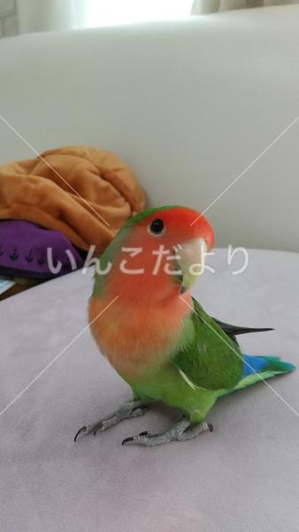 迷い鳥の写真