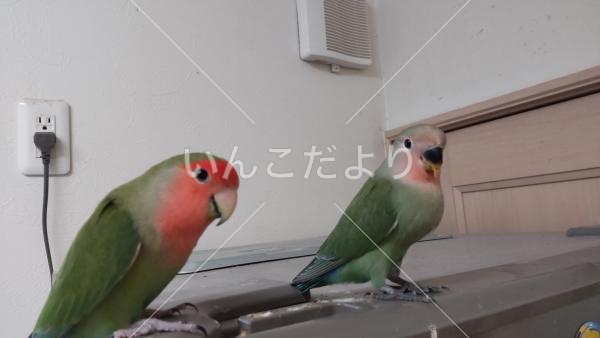 迷い鳥の写真
