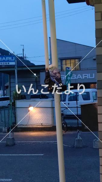 保護鳥の写真