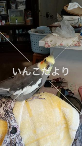 迷い鳥の写真
