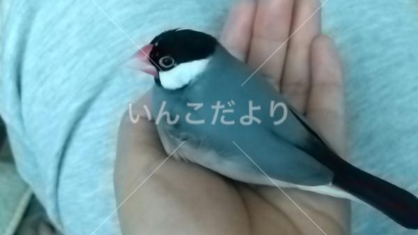 迷い鳥の写真