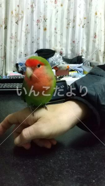 迷い鳥の写真