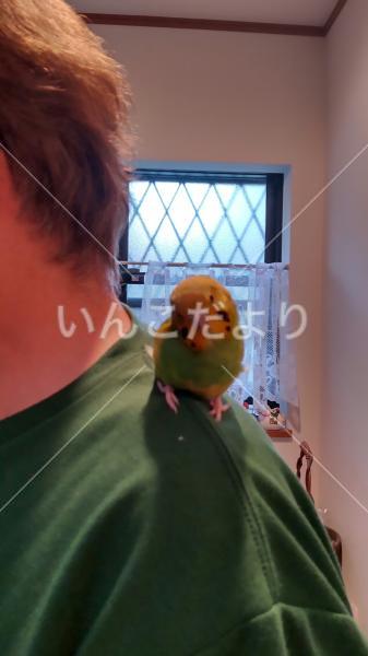保護鳥の写真
