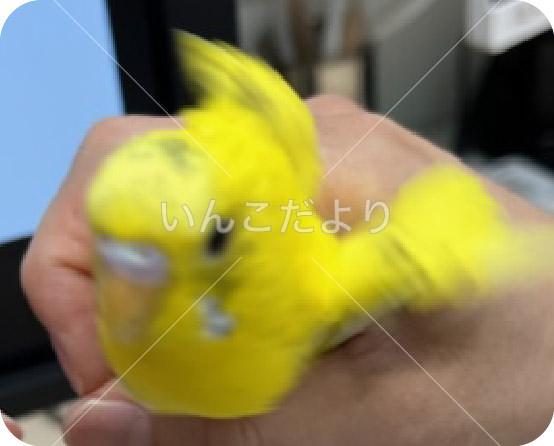 保護鳥の写真
