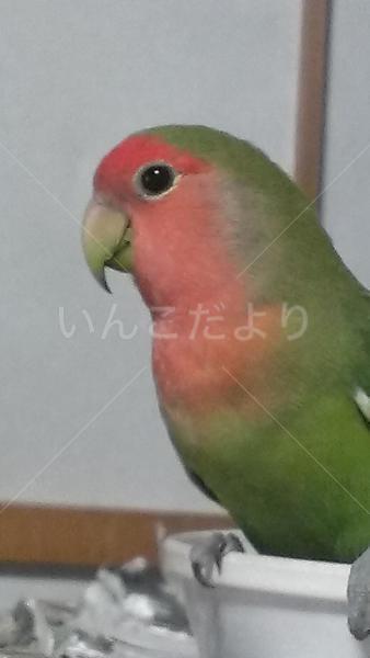 迷い鳥の写真