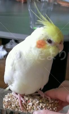 迷い鳥の写真