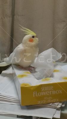 迷い鳥の写真