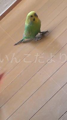迷い鳥の写真
