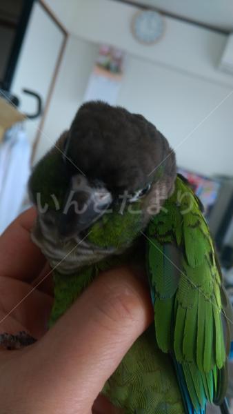 迷い鳥の写真
