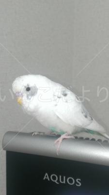 迷い鳥の写真