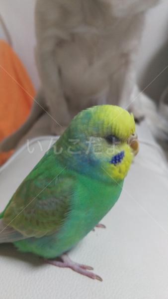 迷い鳥の写真