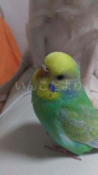 迷い鳥の写真