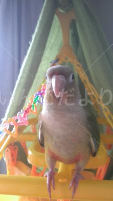 迷い鳥の写真