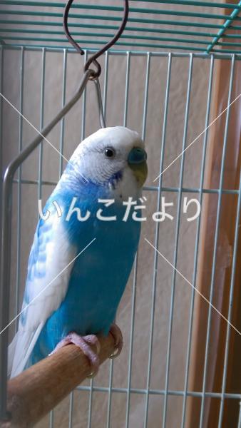 保護鳥の写真