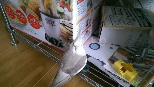 保護鳥の写真