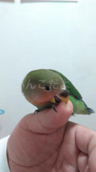 迷い鳥の写真