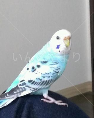 保護鳥の写真
