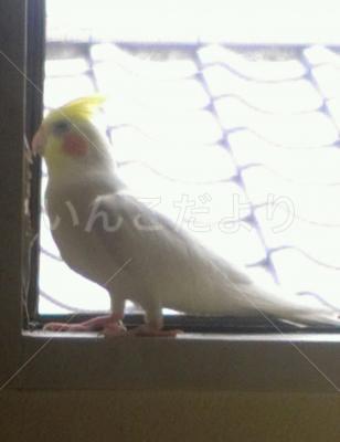 迷い鳥の写真