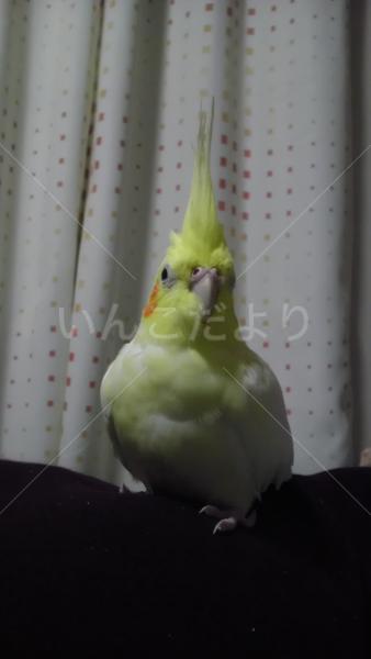 迷い鳥の写真
