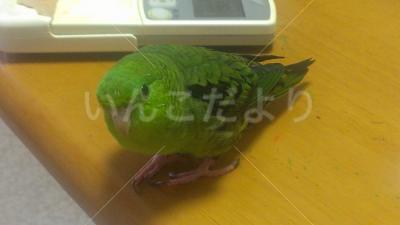 迷い鳥の写真