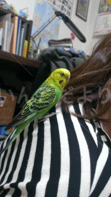 保護鳥の写真