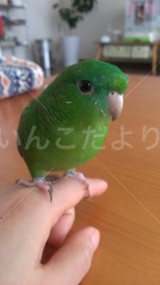 迷い鳥の写真