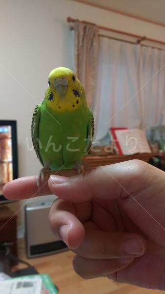迷い鳥の写真