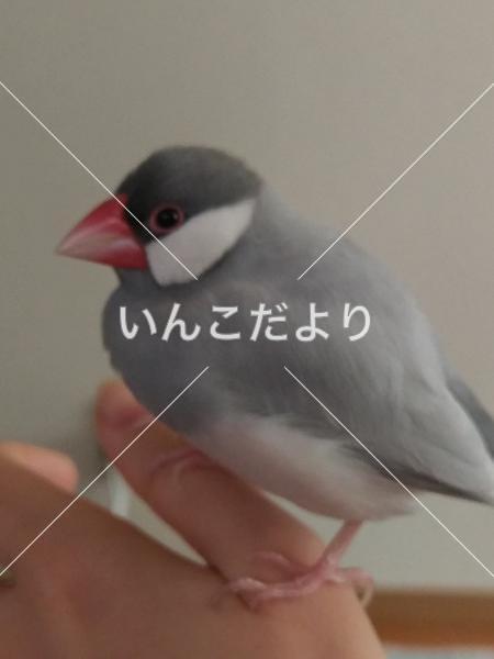 迷い鳥の写真