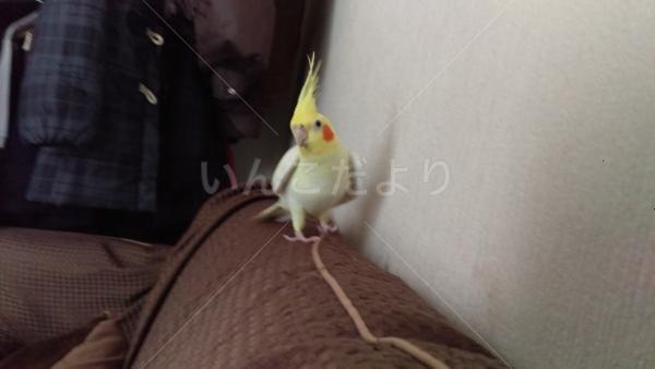 迷い鳥の写真