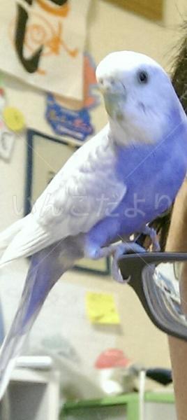 迷い鳥の写真