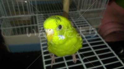迷い鳥の写真