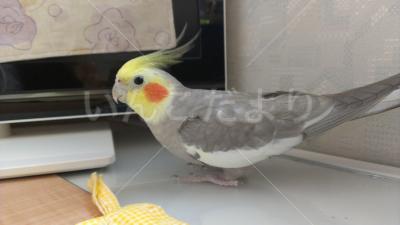 迷い鳥の写真